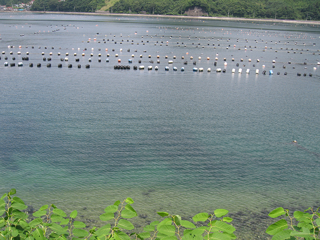 南三陸の海