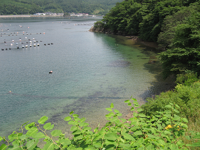 南三陸の海