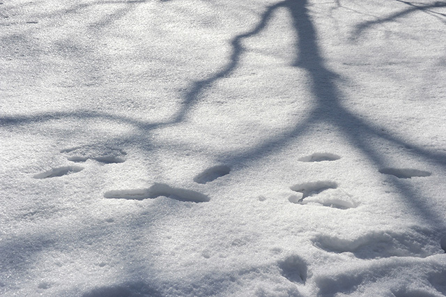 雪