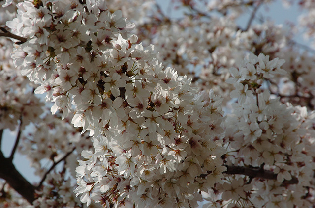 桜