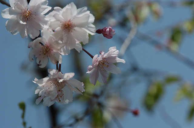 桜