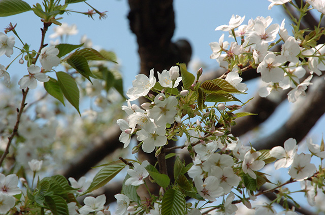 桜