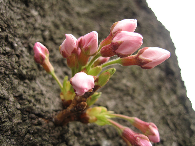 桜