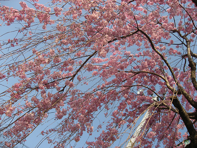 枝垂桜