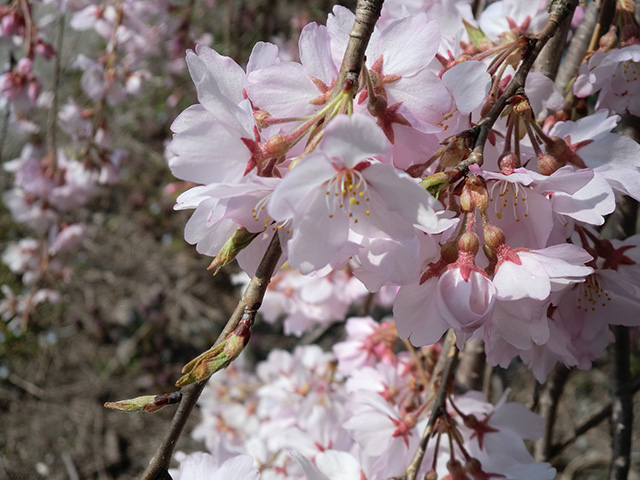 枝垂桜