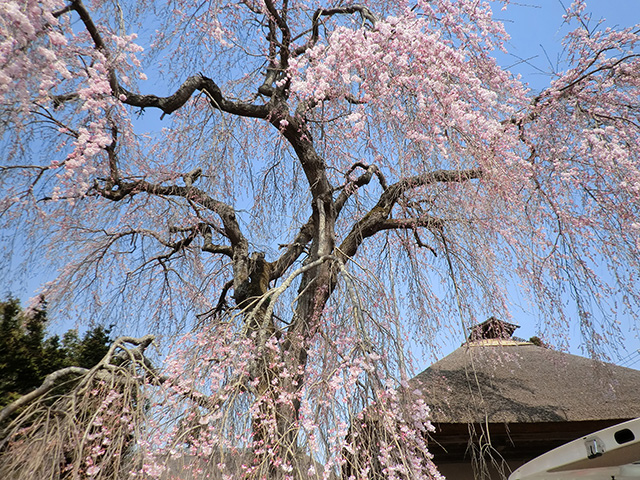 枝垂桜