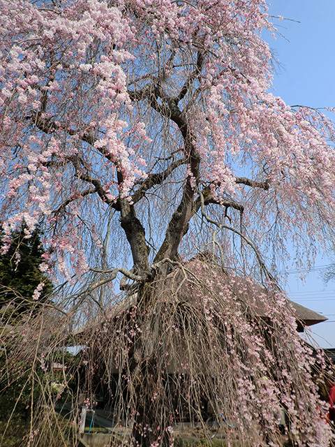 枝垂桜