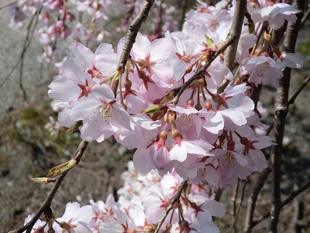 枝垂桜