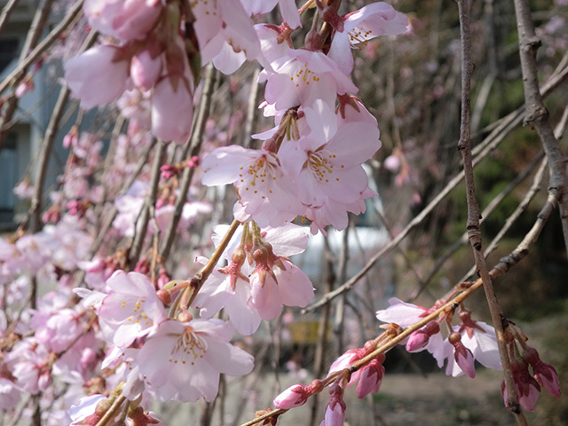 枝垂桜