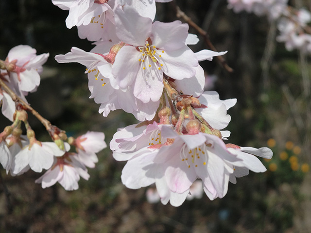 枝垂桜