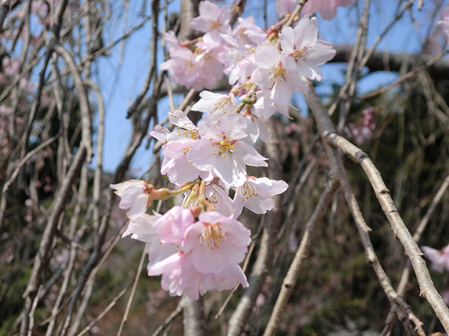 枝垂桜