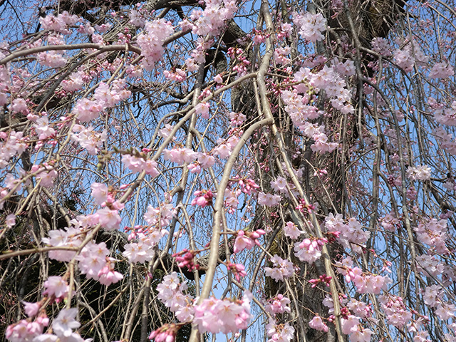 枝垂桜