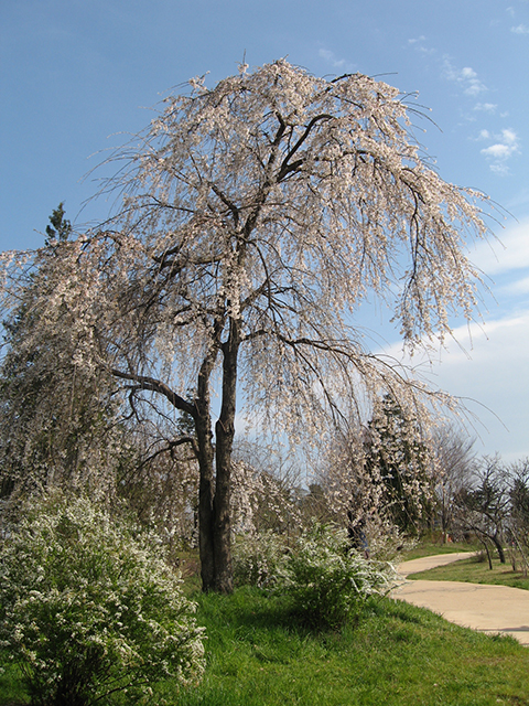 枝垂桜