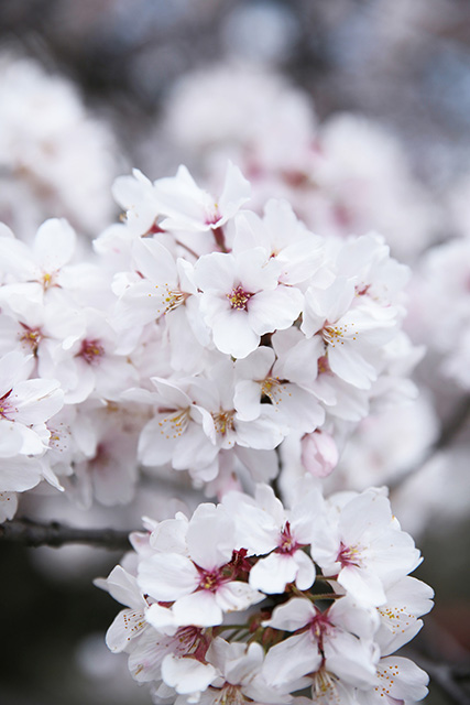 桜