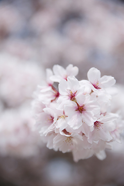 桜