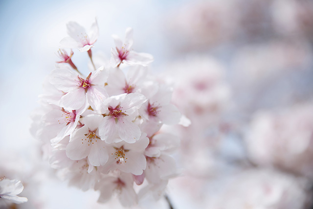 桜