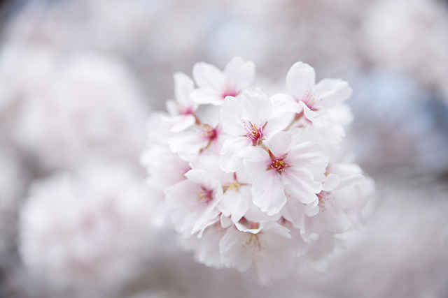 桜