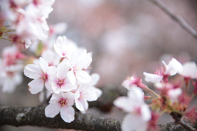 桜