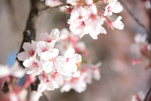 桜