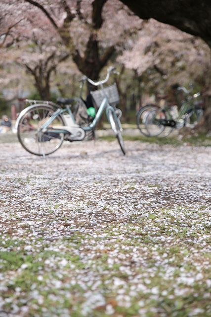 桜