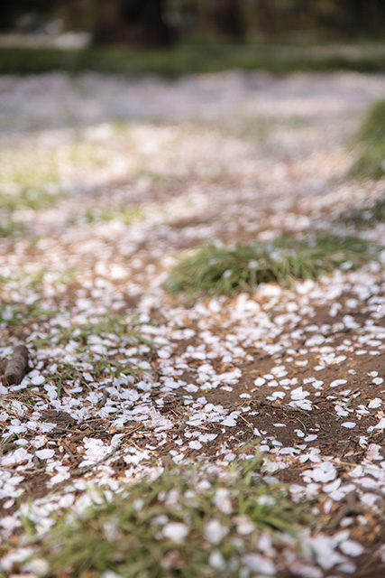 桜