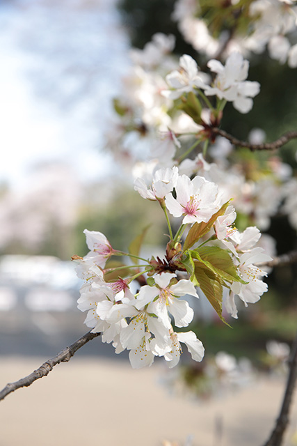 桜