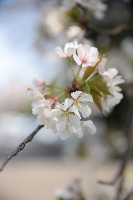 桜