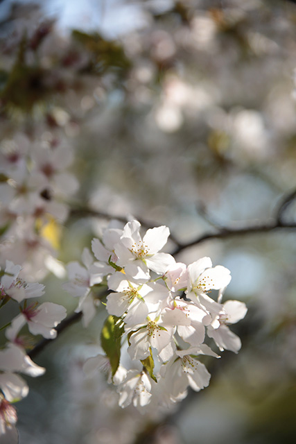 桜