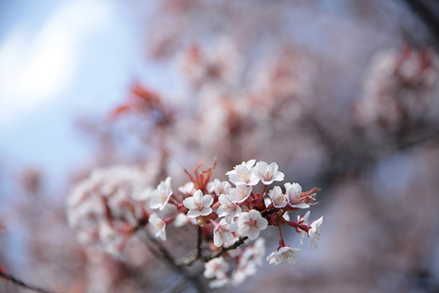 桜