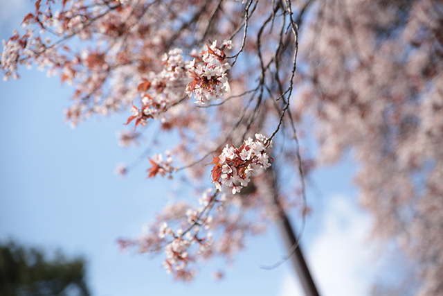 桜