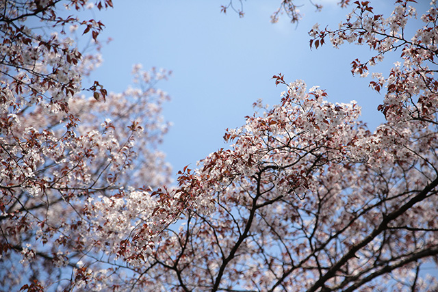 桜