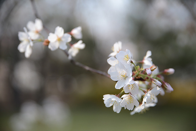 桜