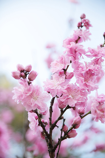 八重桜