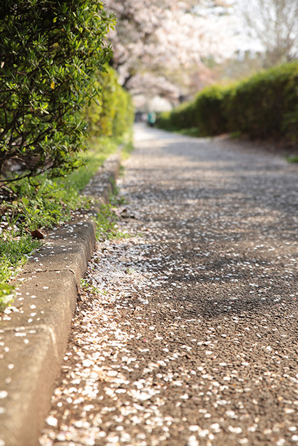 桜