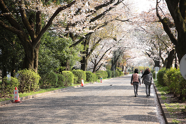 桜