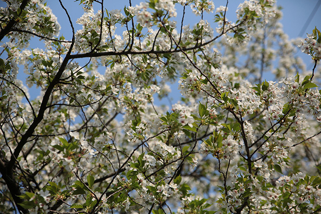 桜