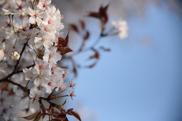 桜