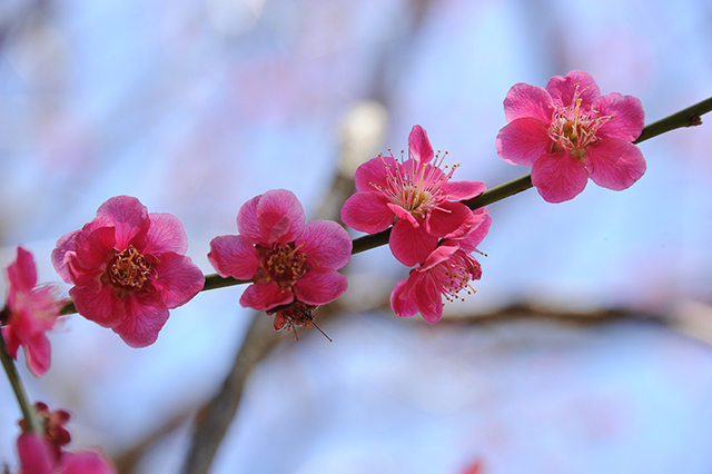 梅の花