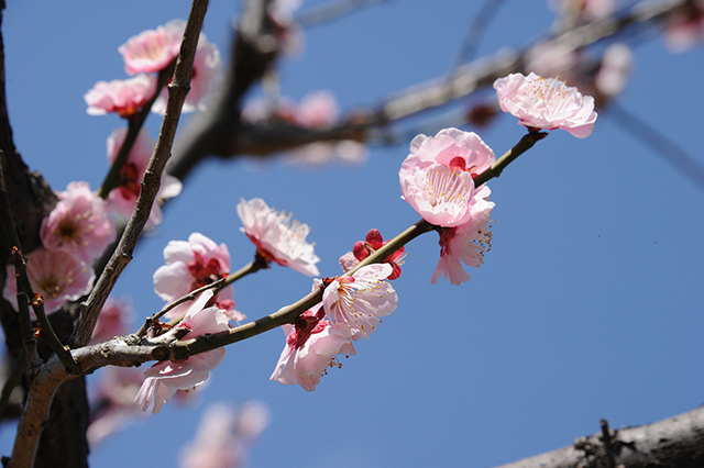 梅の花